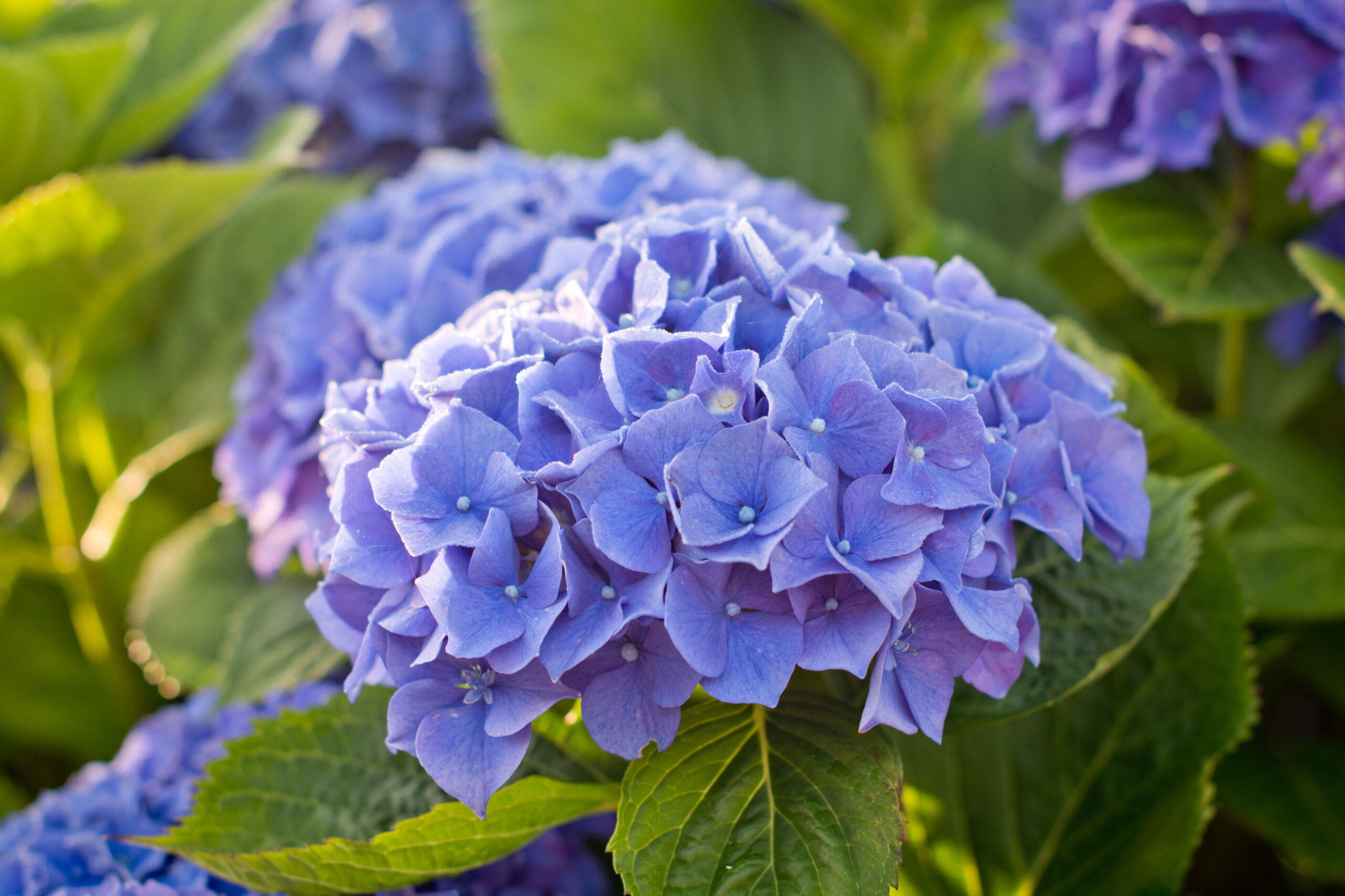 Les Hortensias du Haut Bois Benelux Hydrangea macrophylla hortensia boule