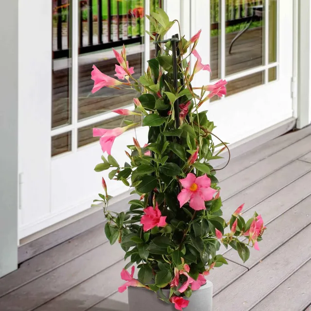 Bakker Dipladenia pyramide rose plante pot 2L 40-50cm