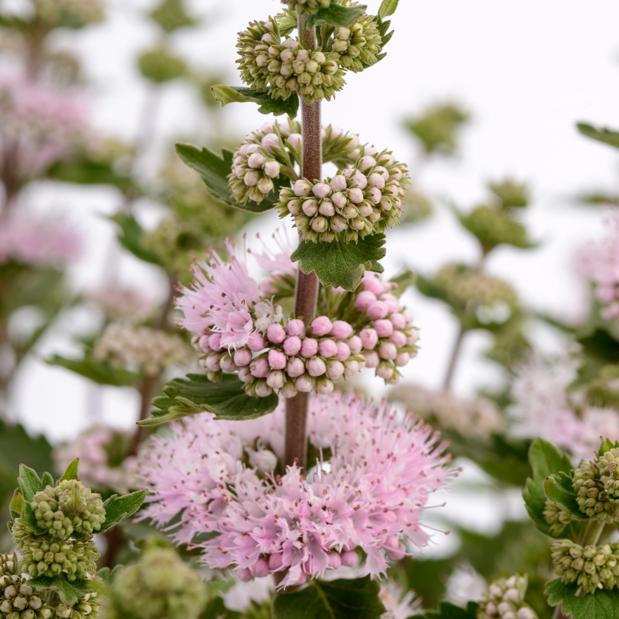 Bakker Camara Pink caryopteris arbuste pot 9cm rose
