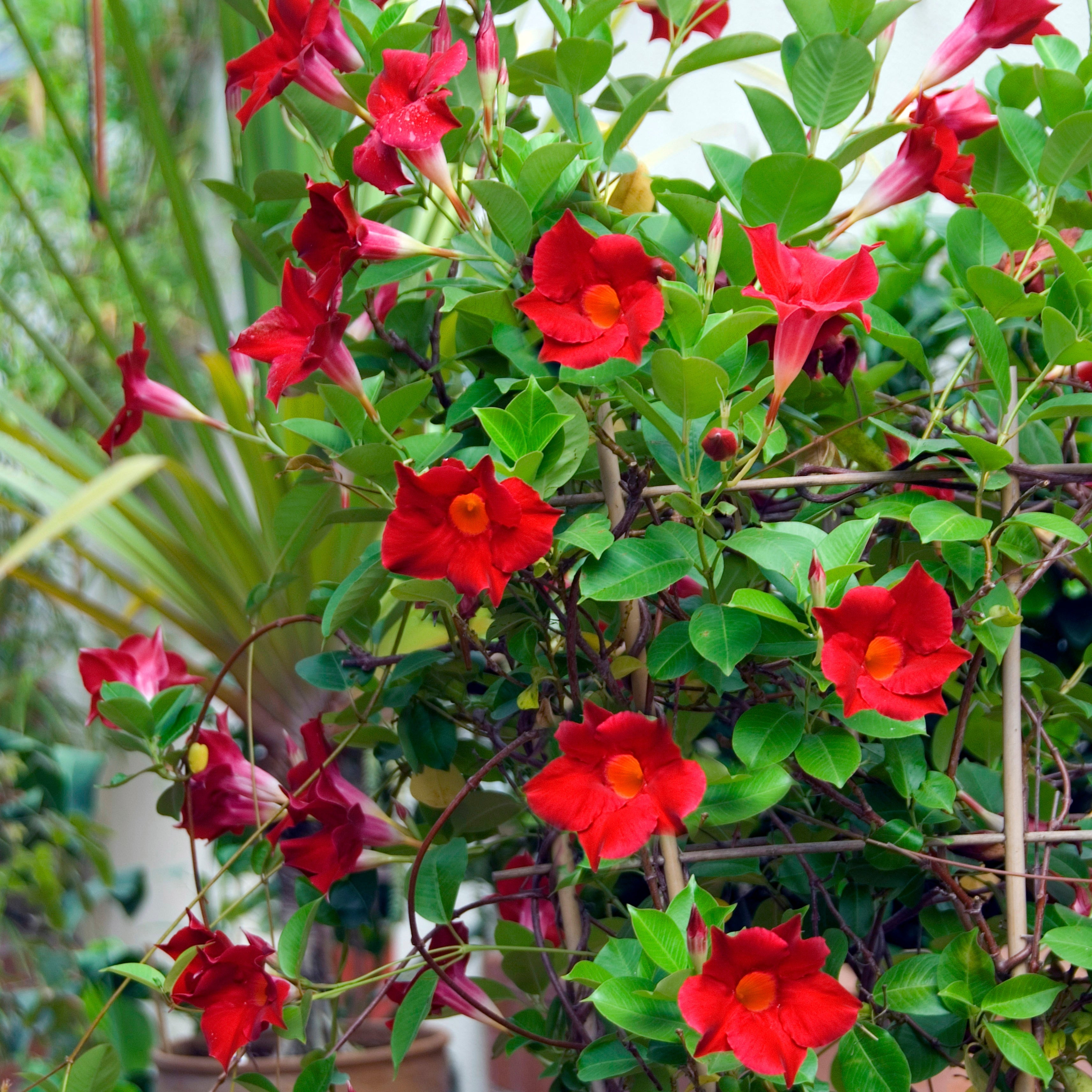 Bakker Jasmin Brésil Dipladénia pot 10,5cm rouge été