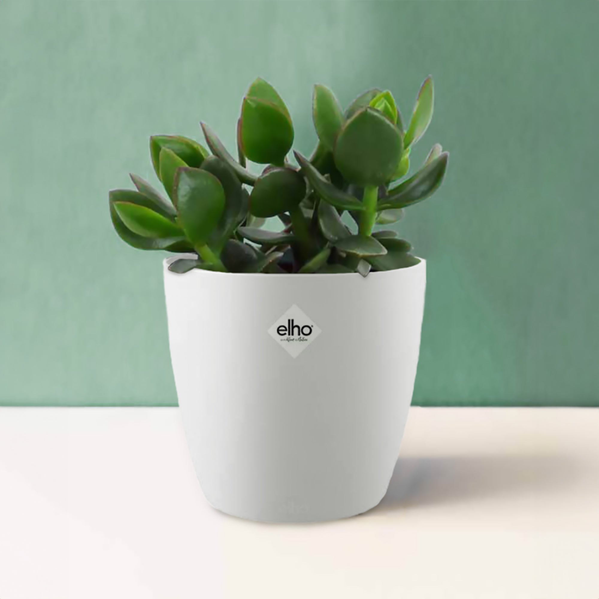 Bakker Crassula Ovata Argentea succulente 2 pots Ø12cm