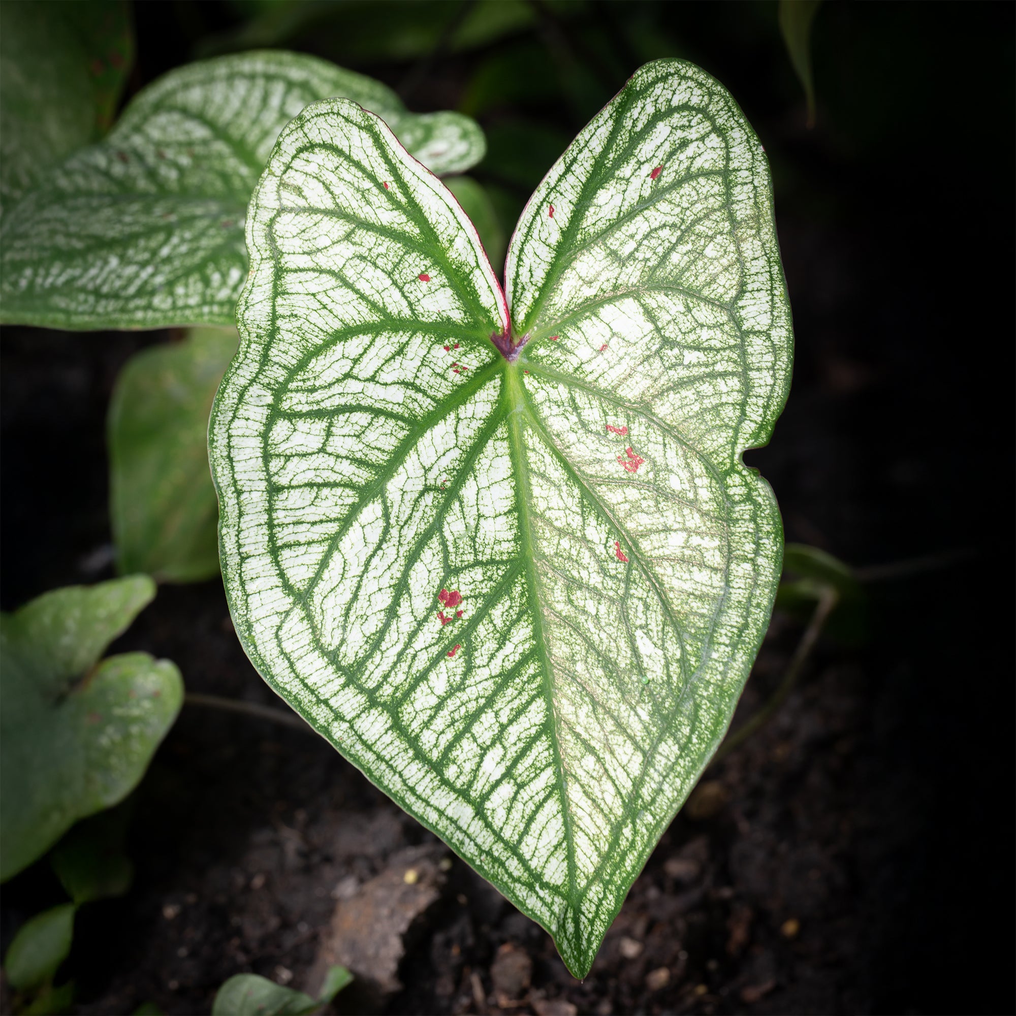 Bakker Caladium White Christmas plante d'intérieur sachet 1 bulbe blanc