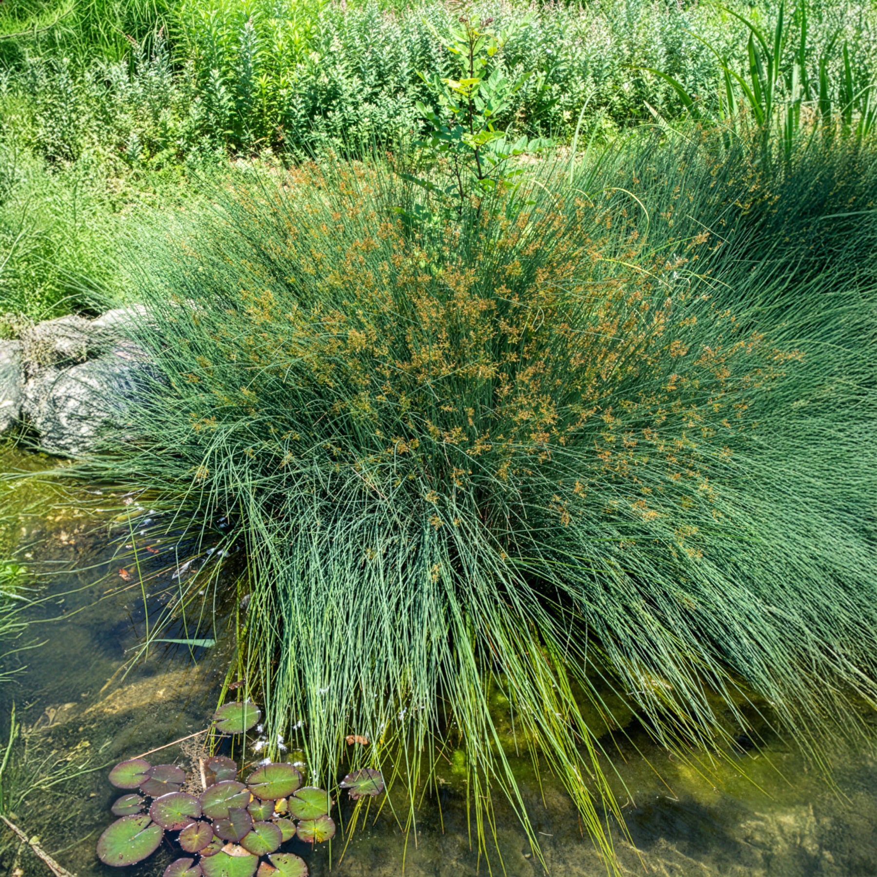 Bakker Jonc épars plante de bassin pot 8cm berge