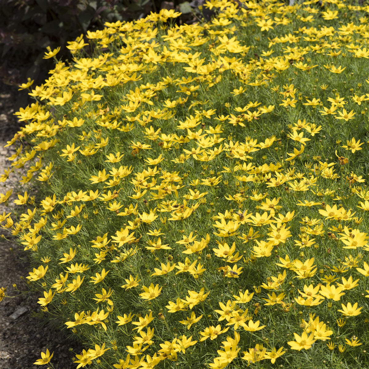 Bakker Plantes vivaces Coreopsis Zagreb verticillé pot Ø9cm jaune