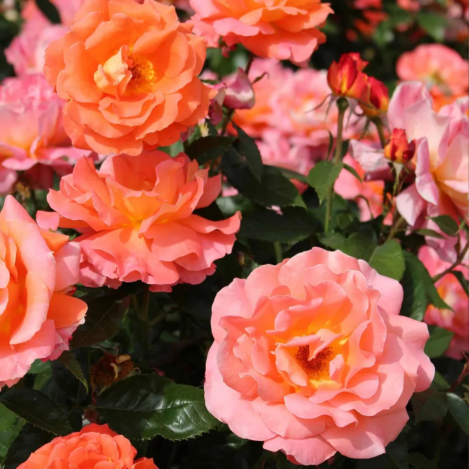 Bakker Rosiers Augusta Louise rosier racine nue saumon