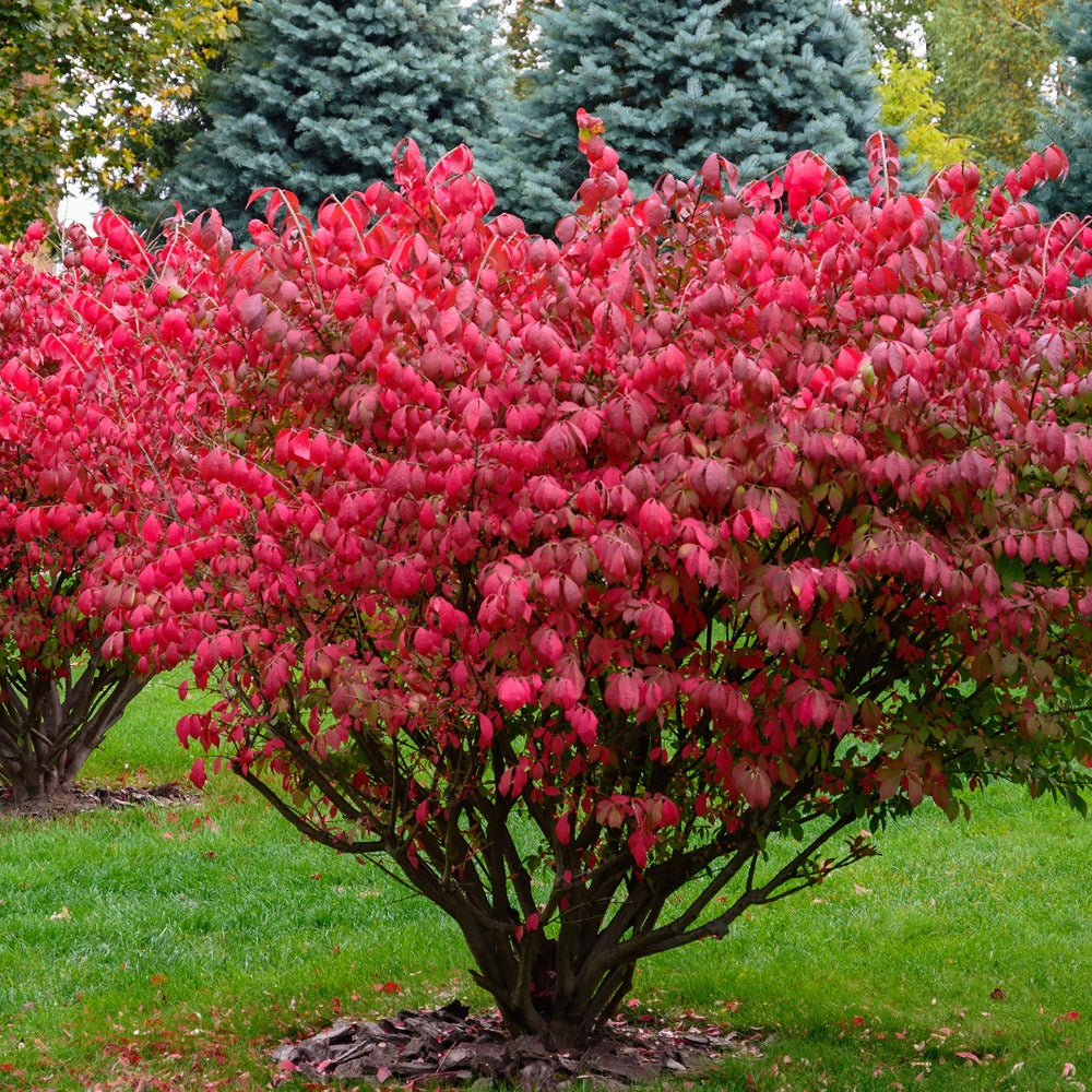 Bakker Fusain ailé arbuste pot 2L feuillage rouge automne