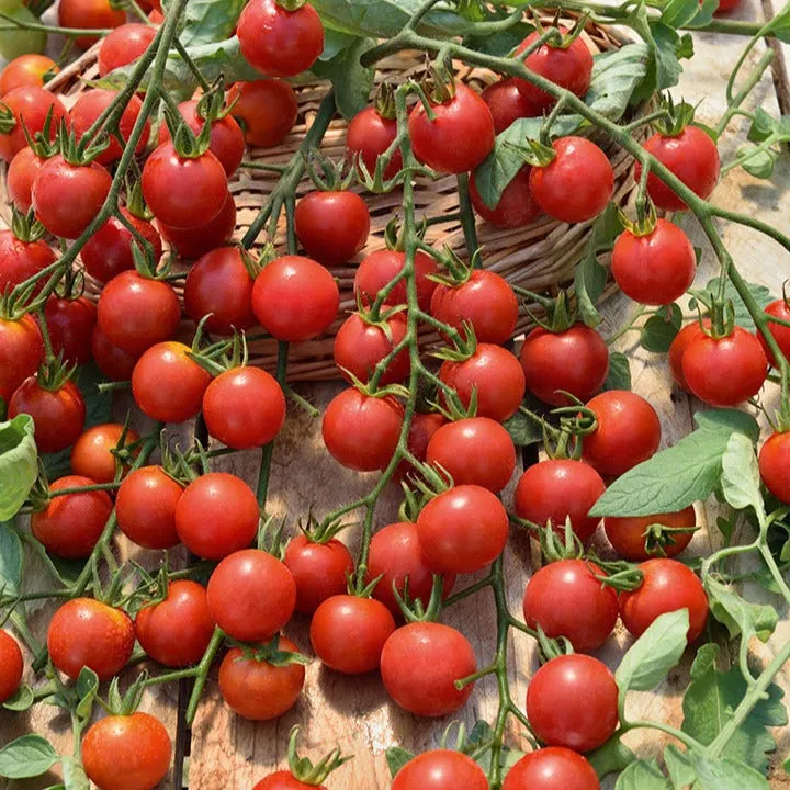 Bakker Supersweet 100 tomate cerise rouge 3 plants sucrée