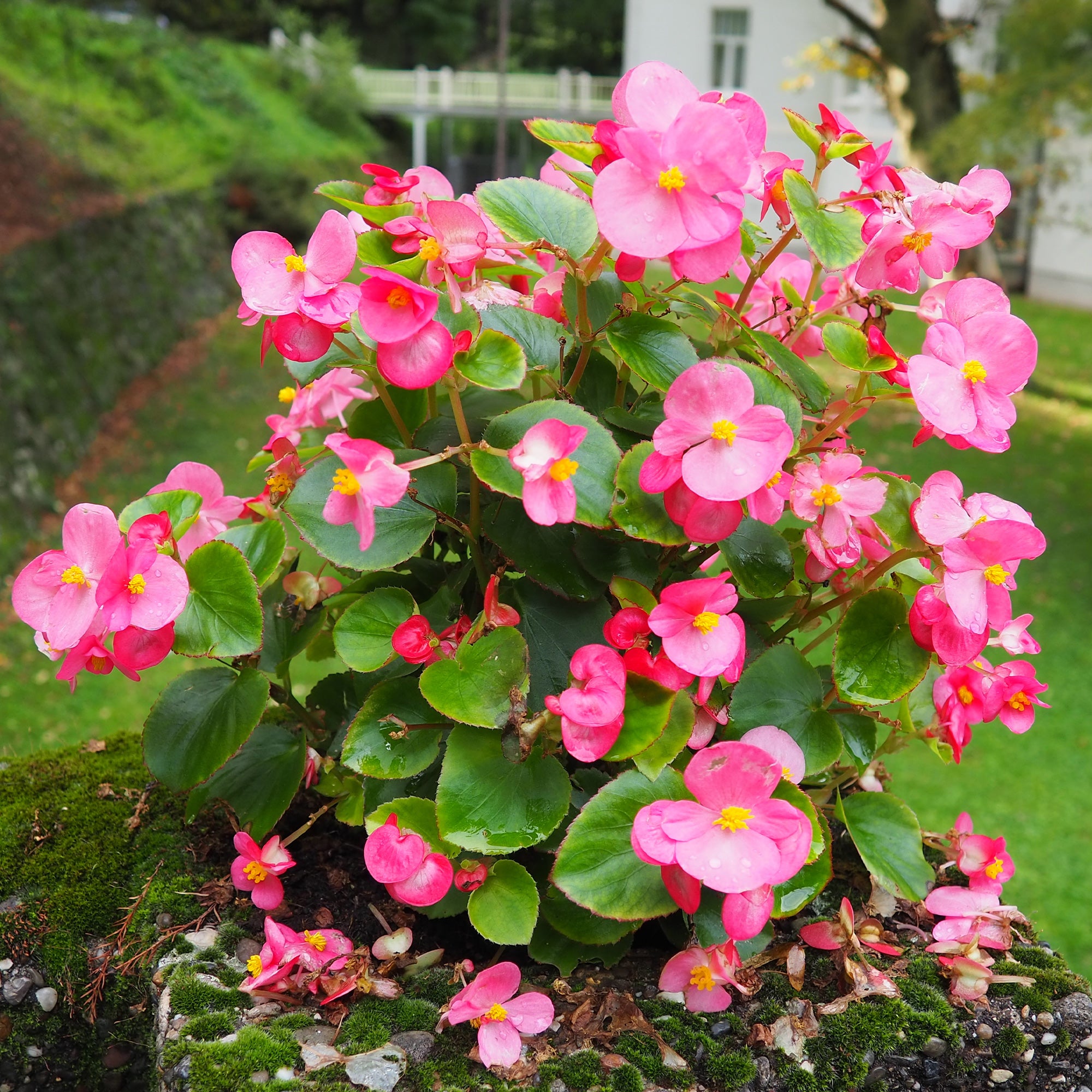 Bakker Bégonia semperflorens plante rose pot Ø10,5cm