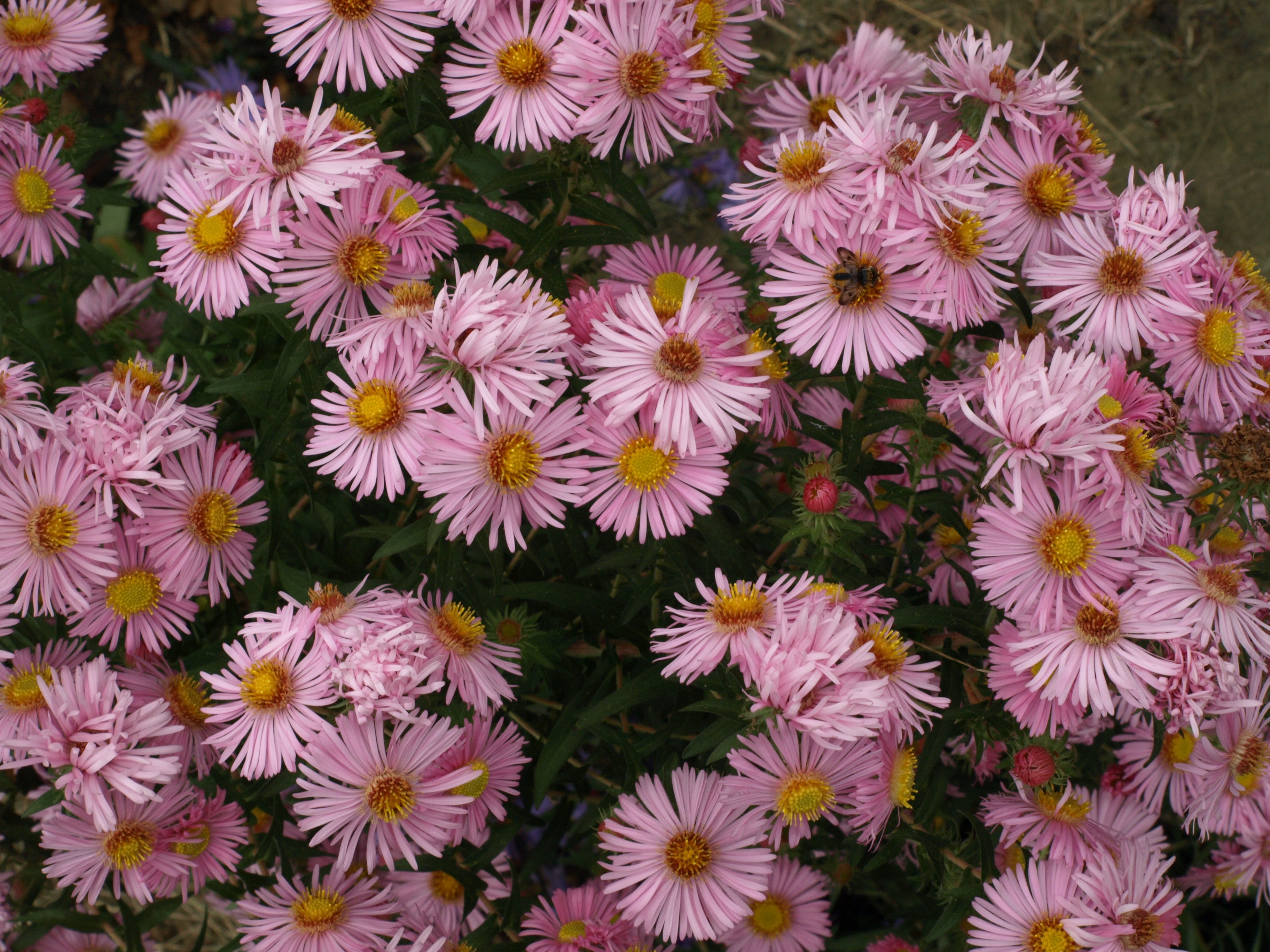 Passion Vivaces ASTER novae-angliae Denise aster godet rose