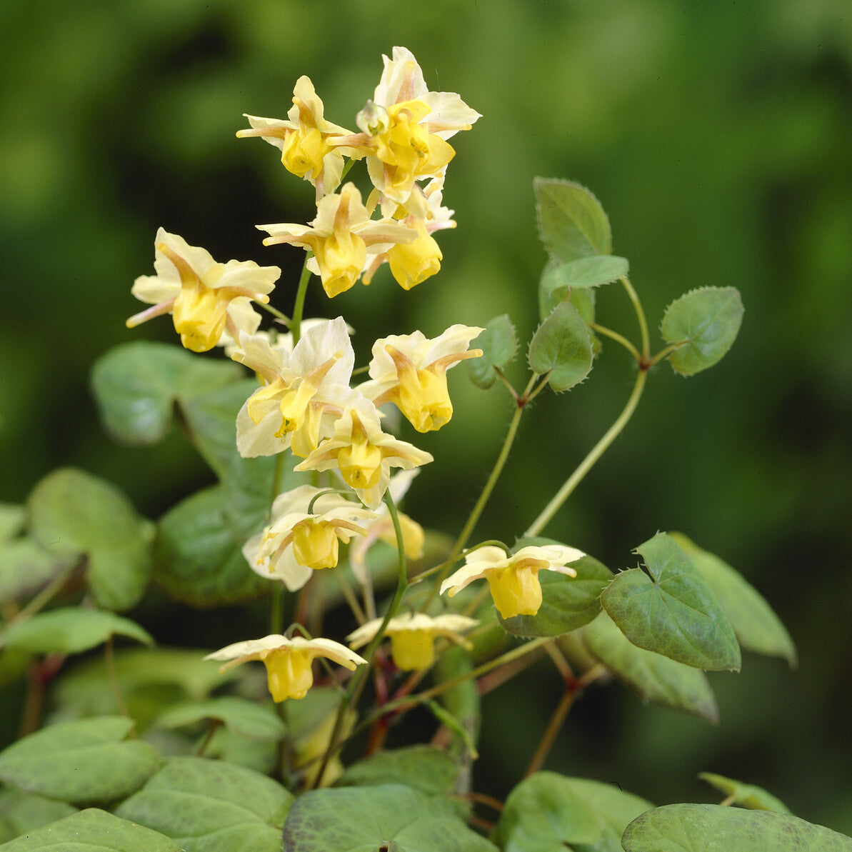 Bakker Epimedium Sulphureum vivace pot Ø 9cm couvre-sol ombre