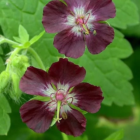 Geranium phaeum Mourning Widow vivace godet pourpre noir