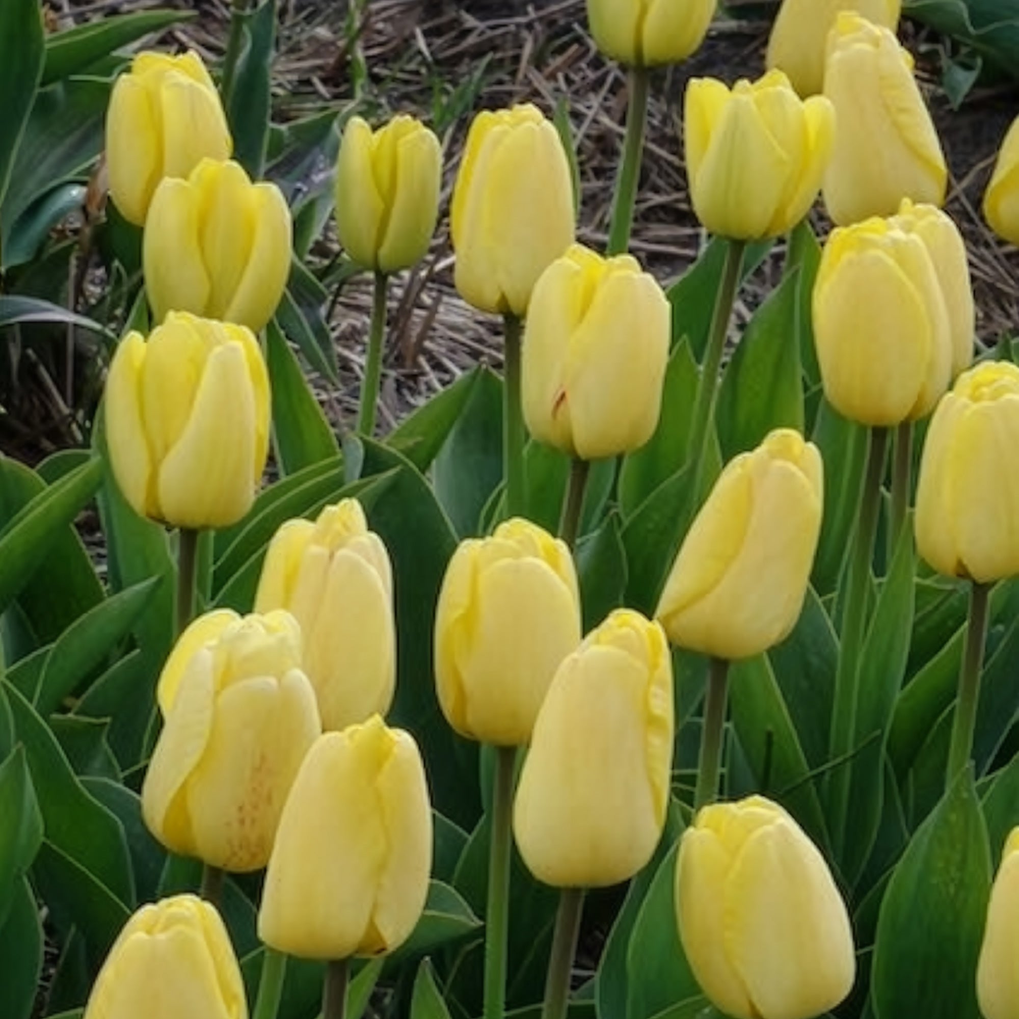 Bakker Bulbes à fleurs Tulipes Darwin Golden Parade bulbes 10 bulbes jaune