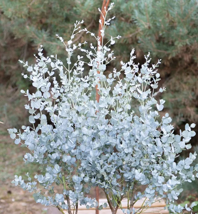 Pépinières Ripoche Eucalyptus gunnii Silverana arbre bleuté