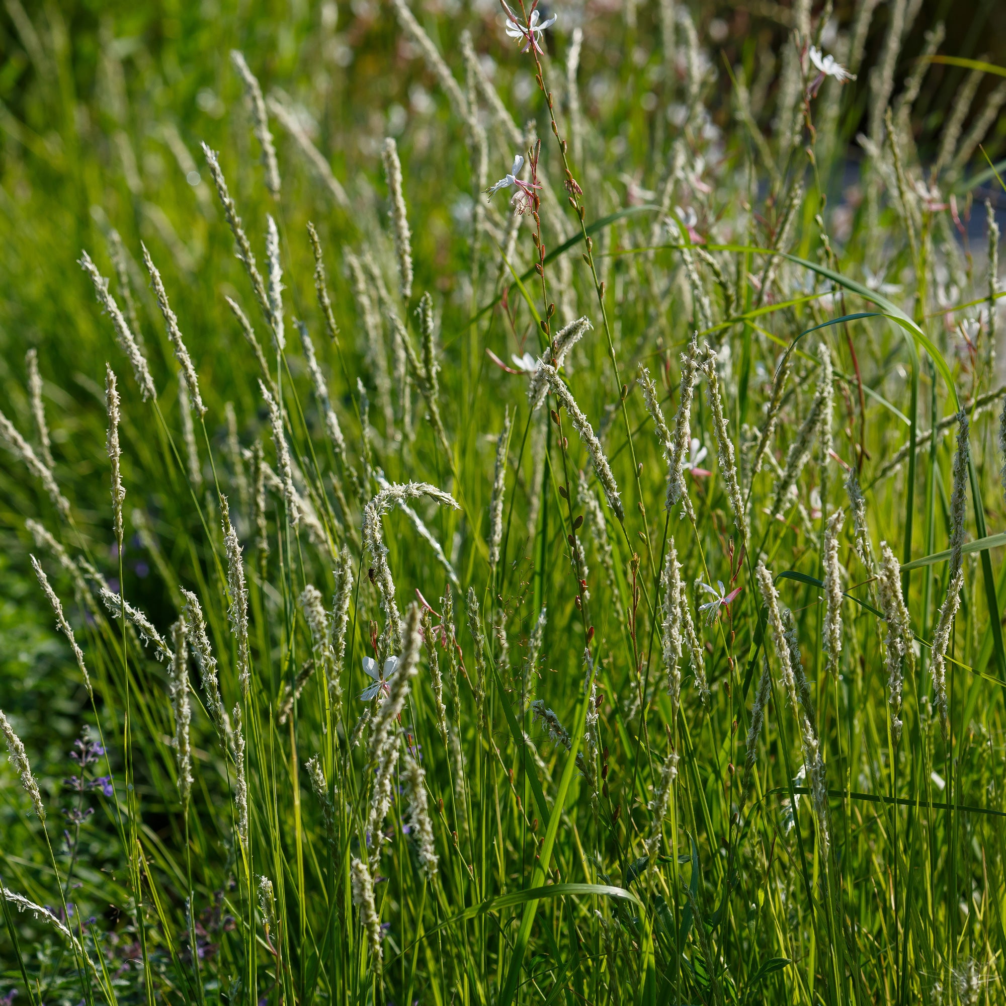 Bakker Sesleria autumnalis seslérie pot 9 cm feuillage persistant