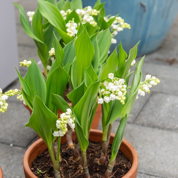 Bakker Muguet géant Bordeaux plante vivace 5 griffes parfum