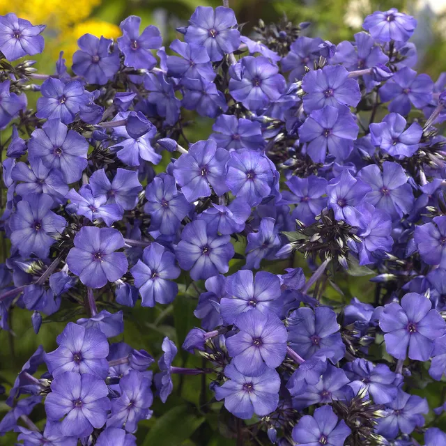 Bakker Phlox Blue Paradise vivace pot 9cm bleu