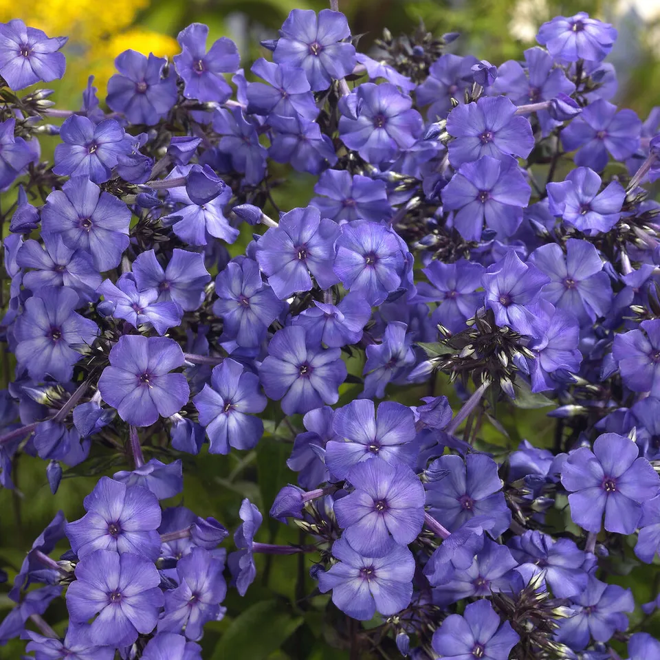 Bakker Phlox Blue Paradise vivace pot 9cm bleu