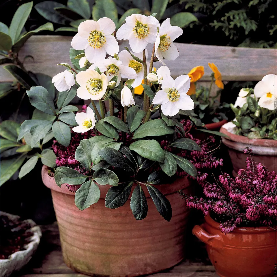 Bakker Bruyères hiver Hellébore 4 pots Ø9cm rouge blanc