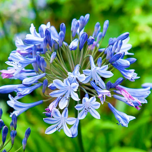 Passion Vivaces Agapanthus Columba vivace godet fleur bleue