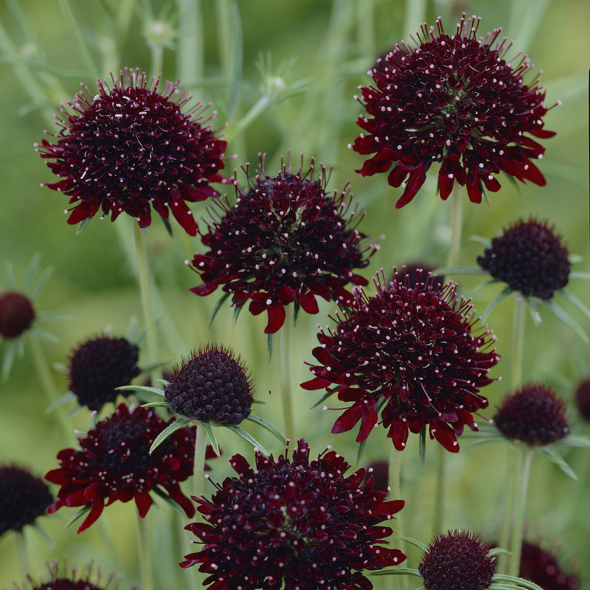 Bakker Scabieuse Chile Black vivace pot 9cm fleurs noires