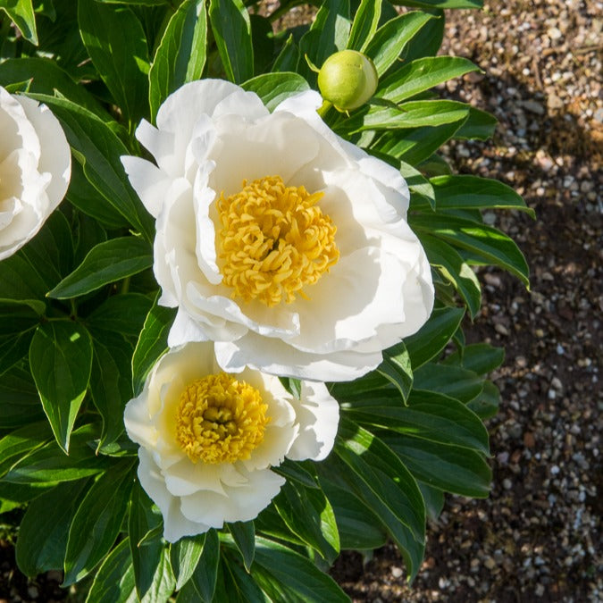 Bakker Pivoine Jan Van Leeuwen plante vivace racine nue blanc