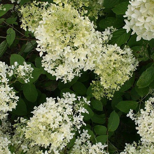 Bakker Dentelle de Gorron hortensia paniculé pot 3 L