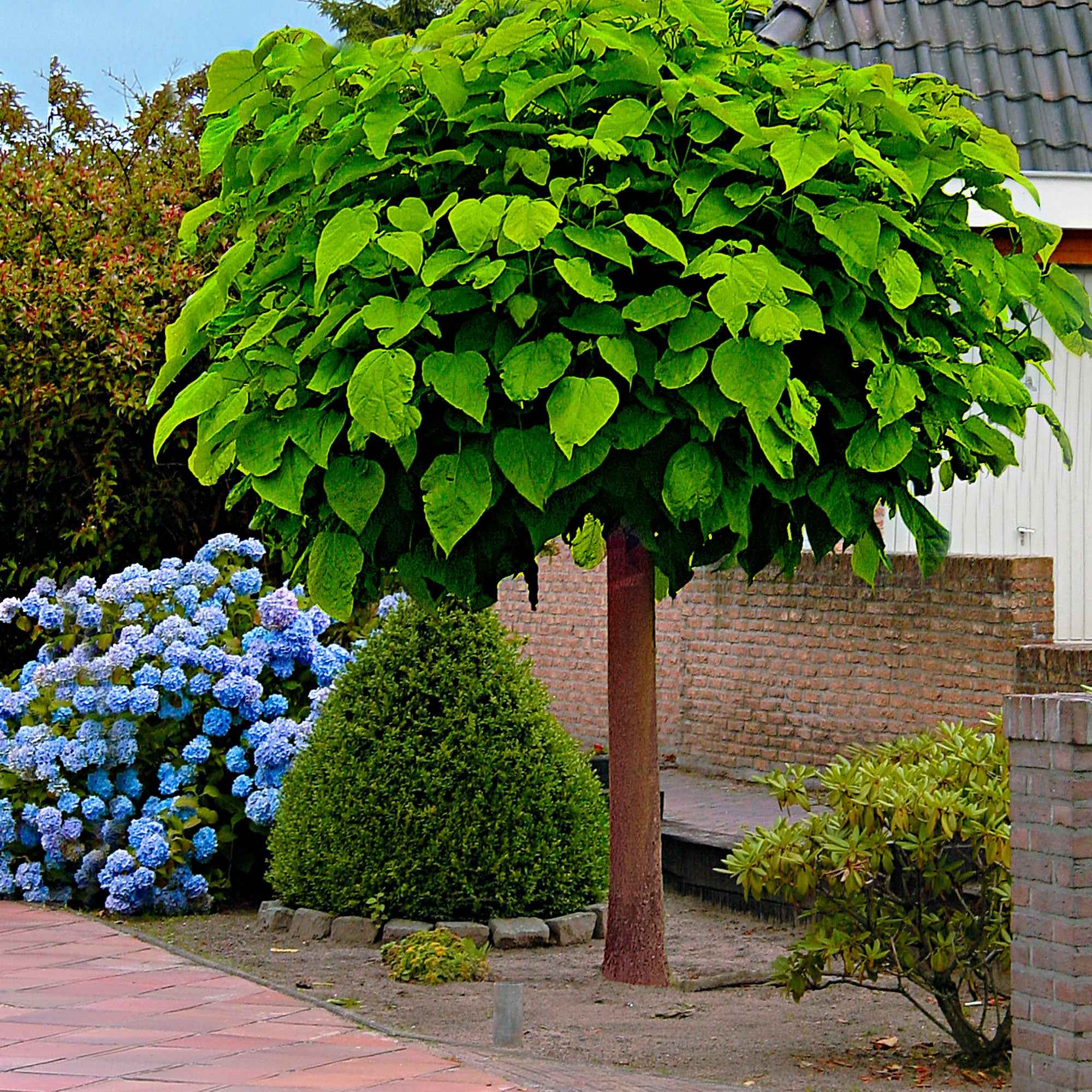 Bakker Catalpa Boule arbre ornement pot 4L 60cm blanc