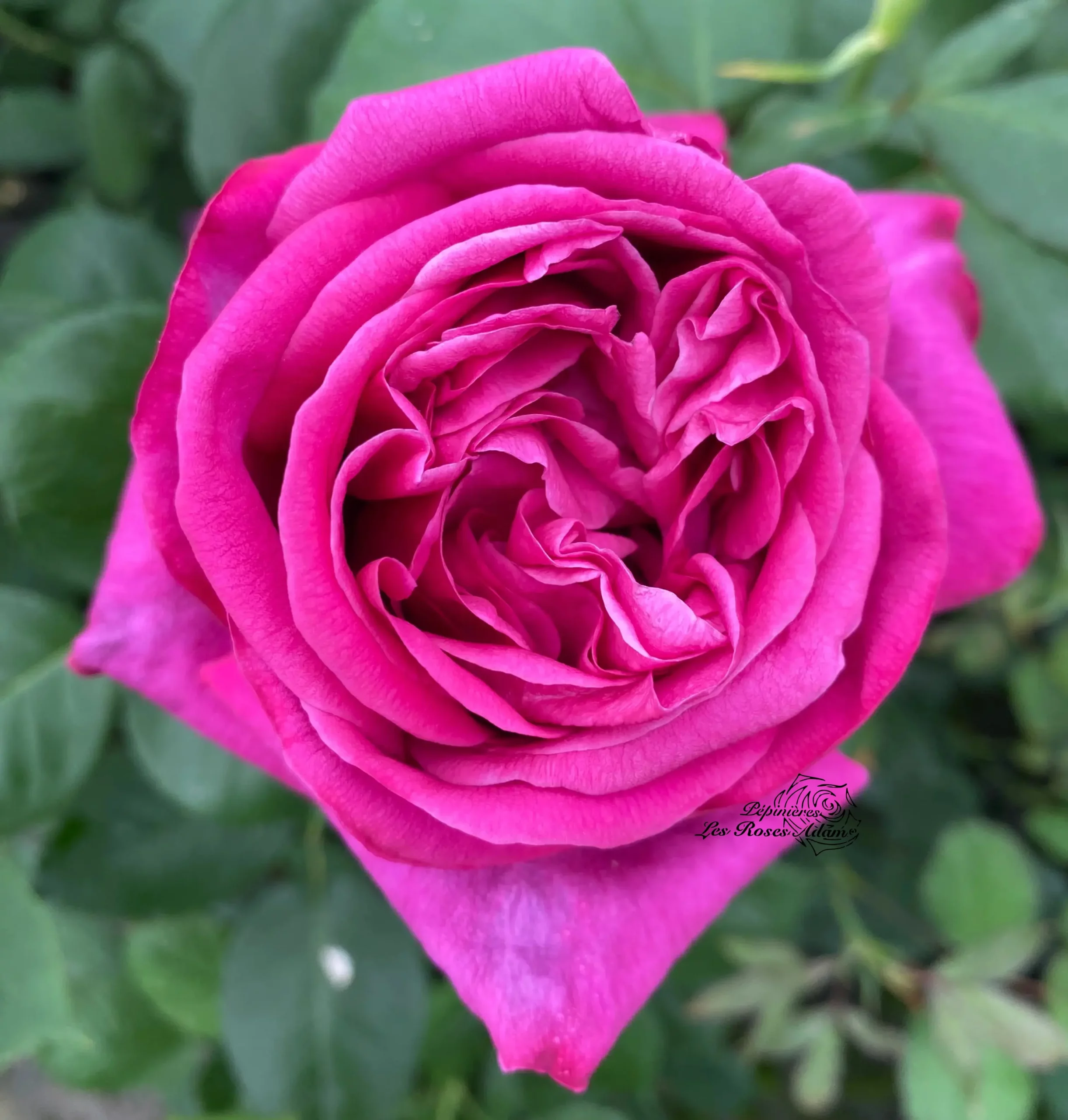 Michel Adam Parfum de Calorguen Adausix rosier buisson violet parfumé