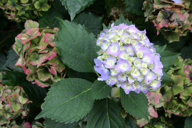 Les Hortensias du Haut Bois Hugg's Love hortensia fleurs rondes godet