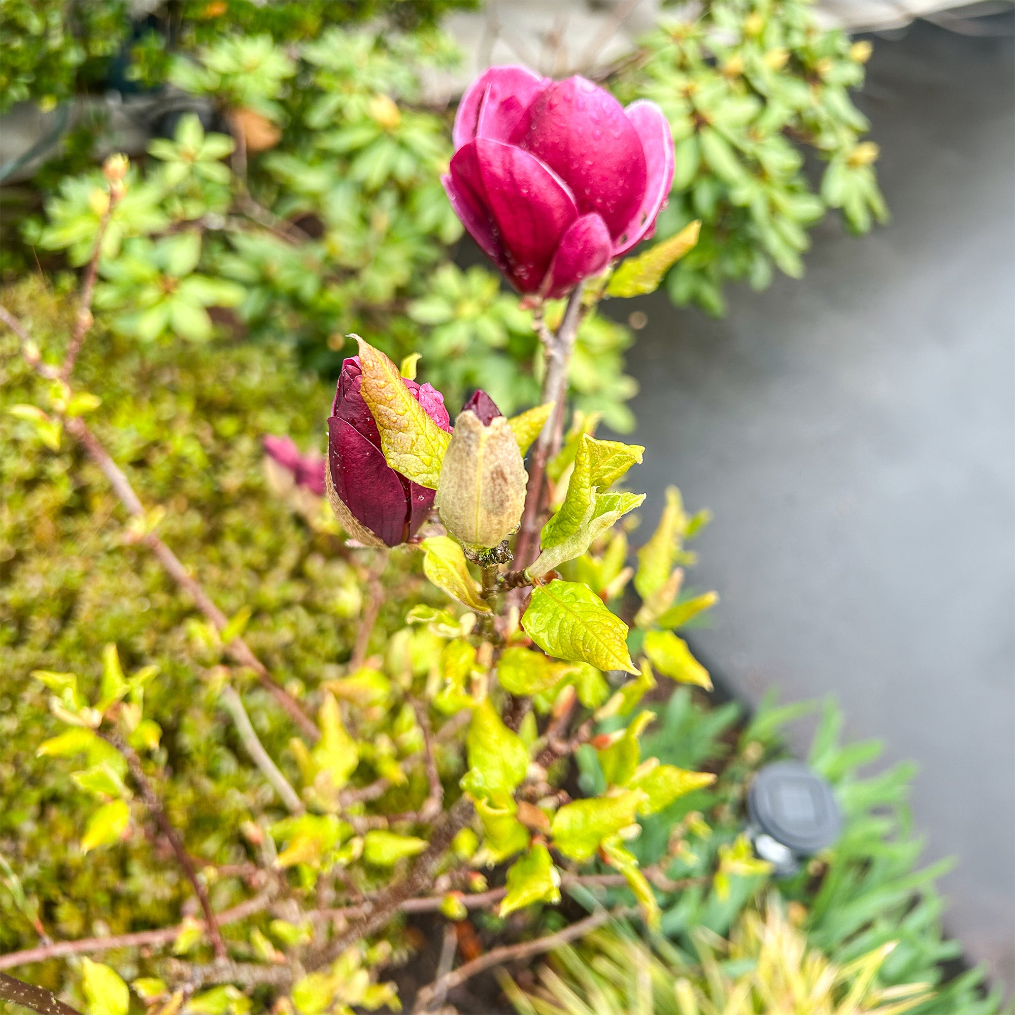 Bakker Magnolia Genie arbuste pot 2L fleurs fuchsia parfumées
