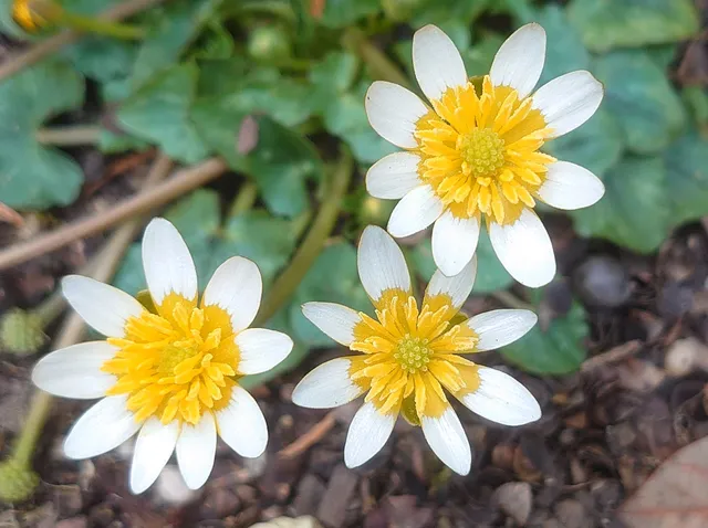 Passion Vivaces Ranunculus ficaria Bantam Egg blanc godet