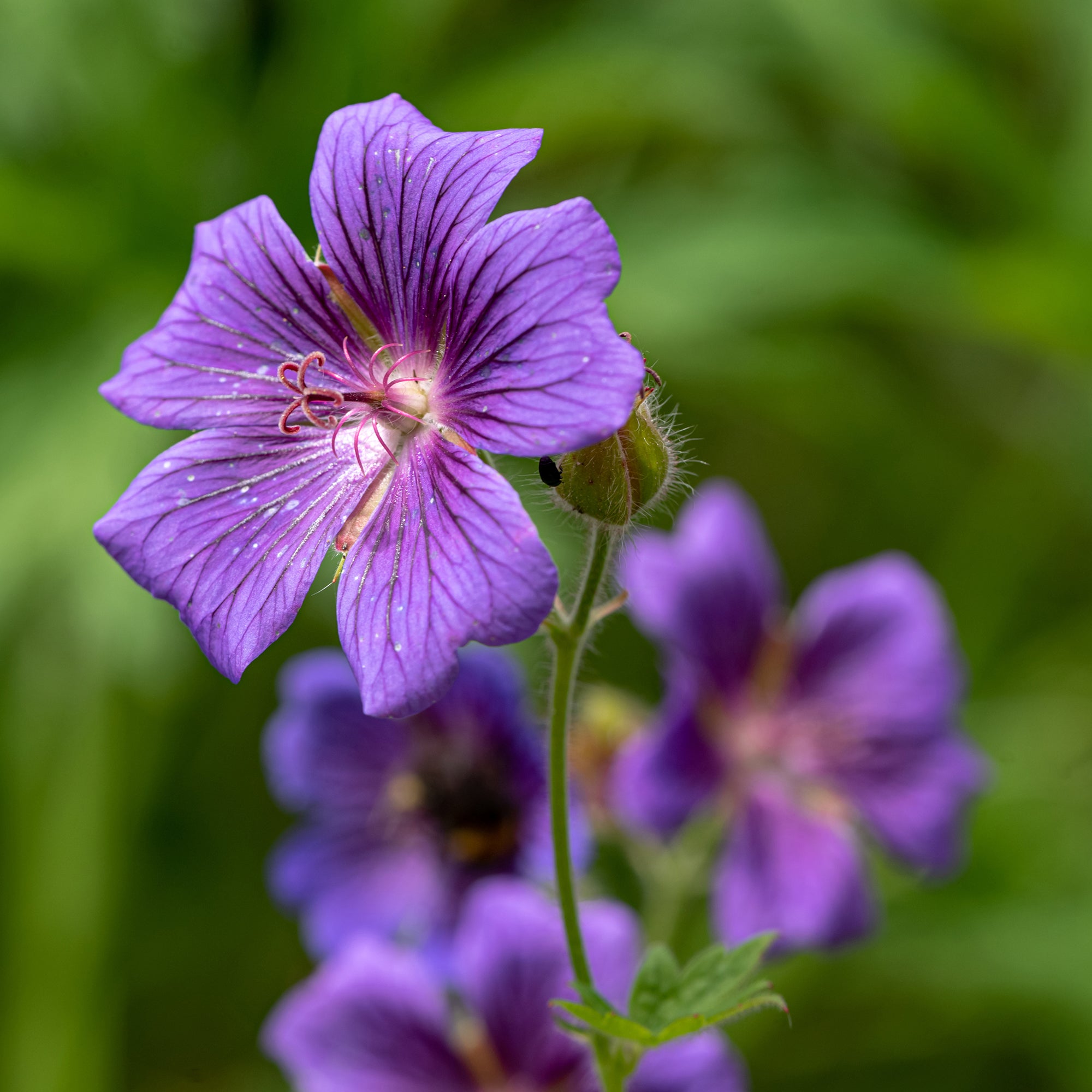 Bakker Géranium ibérique plante vivace pot Ø 9cm violet