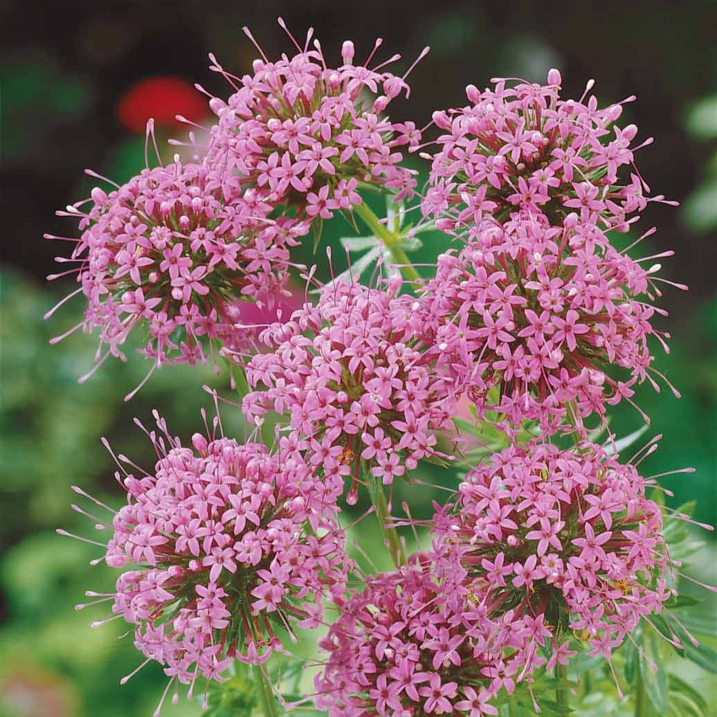 Bakker Vivaces Crucianelle Phuopsis vivace pot 9cm couvre-sol rose