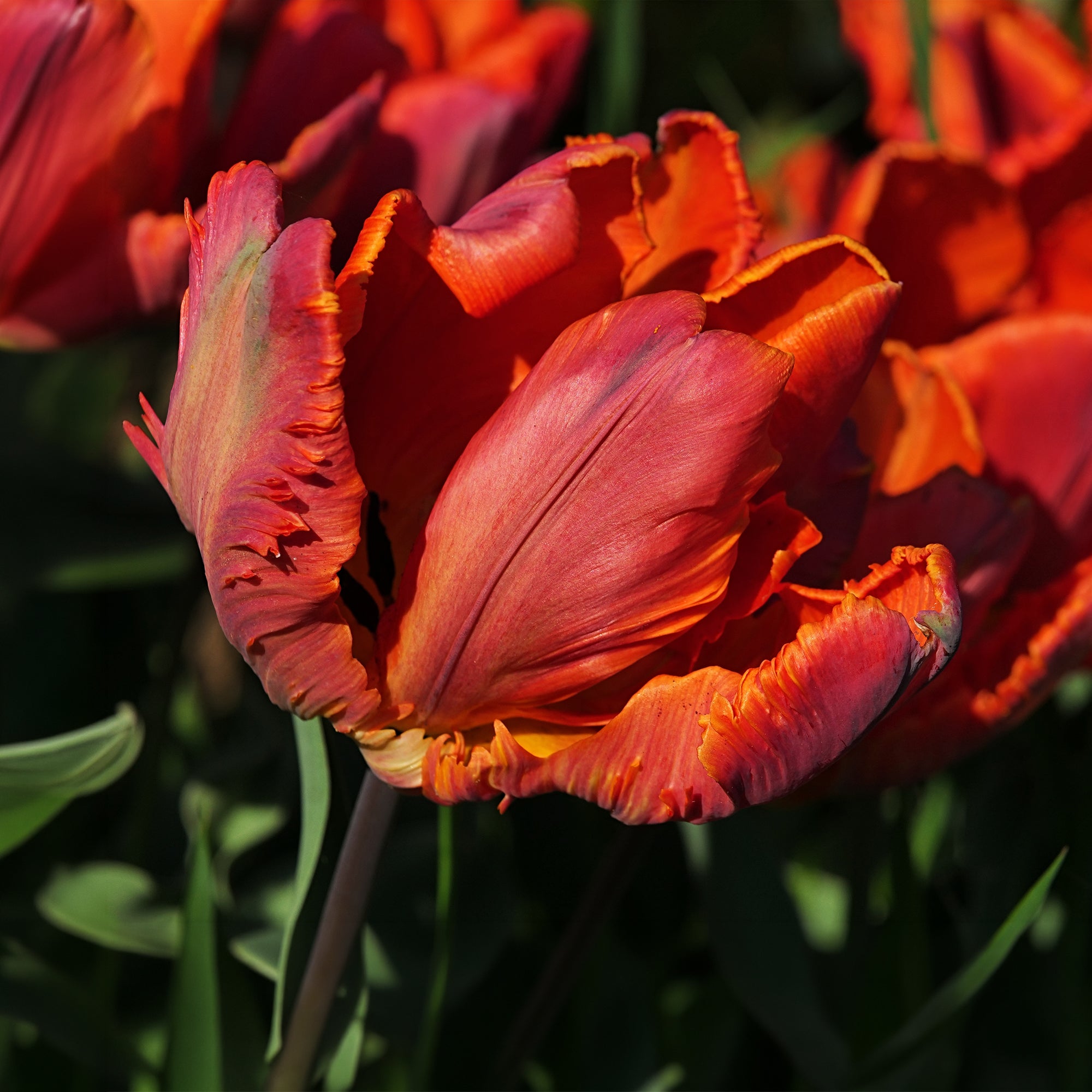Bakker Blumex tulipe perroquet 6 bulbes multicolore