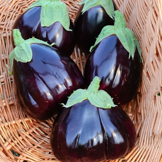 Bakker Black Beauty graine d'aubergine sachet 0.5g
