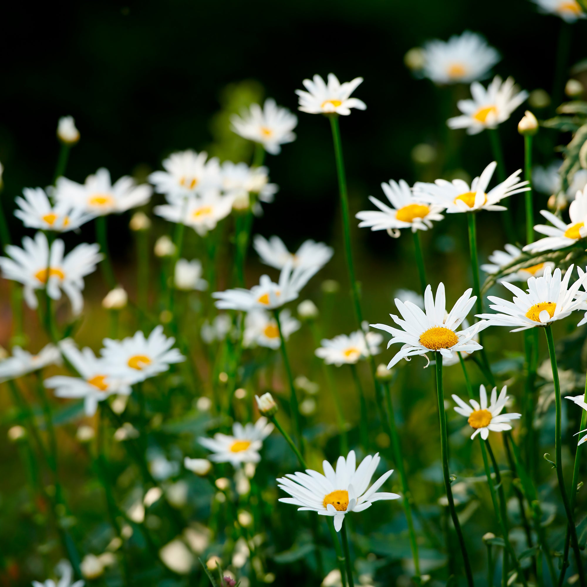 Bakker Plantes vivaces Marguerite commune fleur blanche pot 9cm