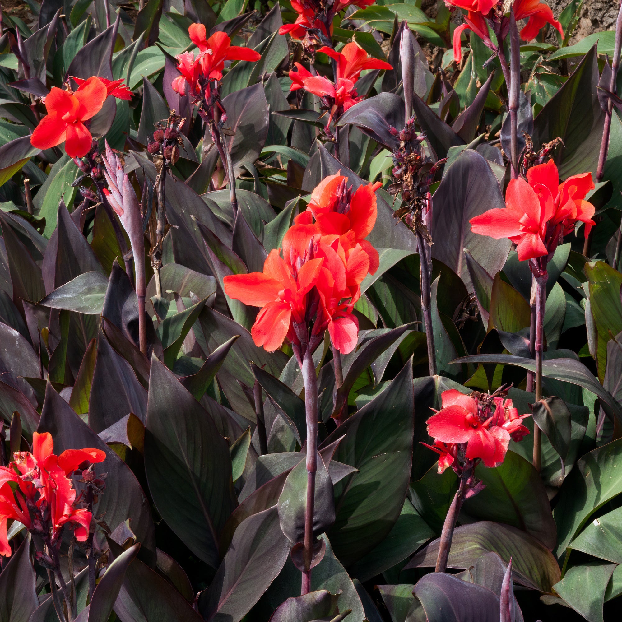 Bakker Red Futurity canna rouge sachet 2 bulbes pourpre