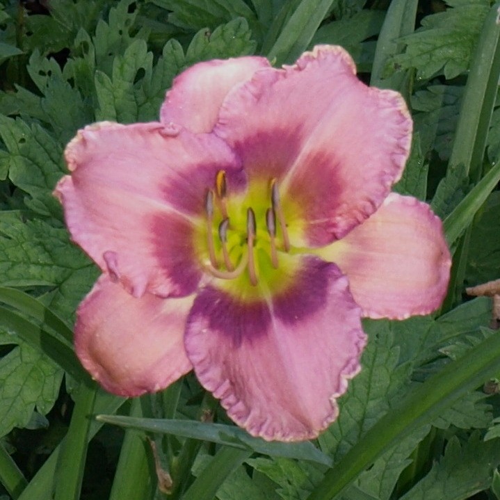 Passion Vivaces Hemerocallis Magic Quest vivace rose 1L