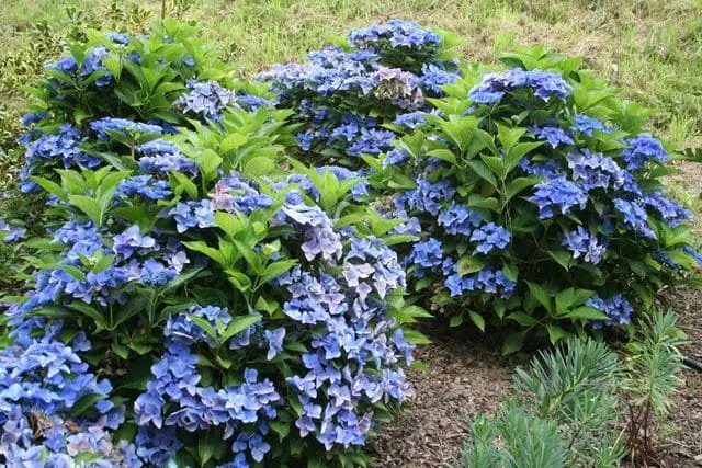 Les Hortensias du Haut Bois Pfau hortensia fleurs plates