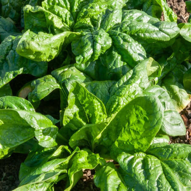 Bakker Potager Epinard Viroflay graines sachet 15g feuilles larges