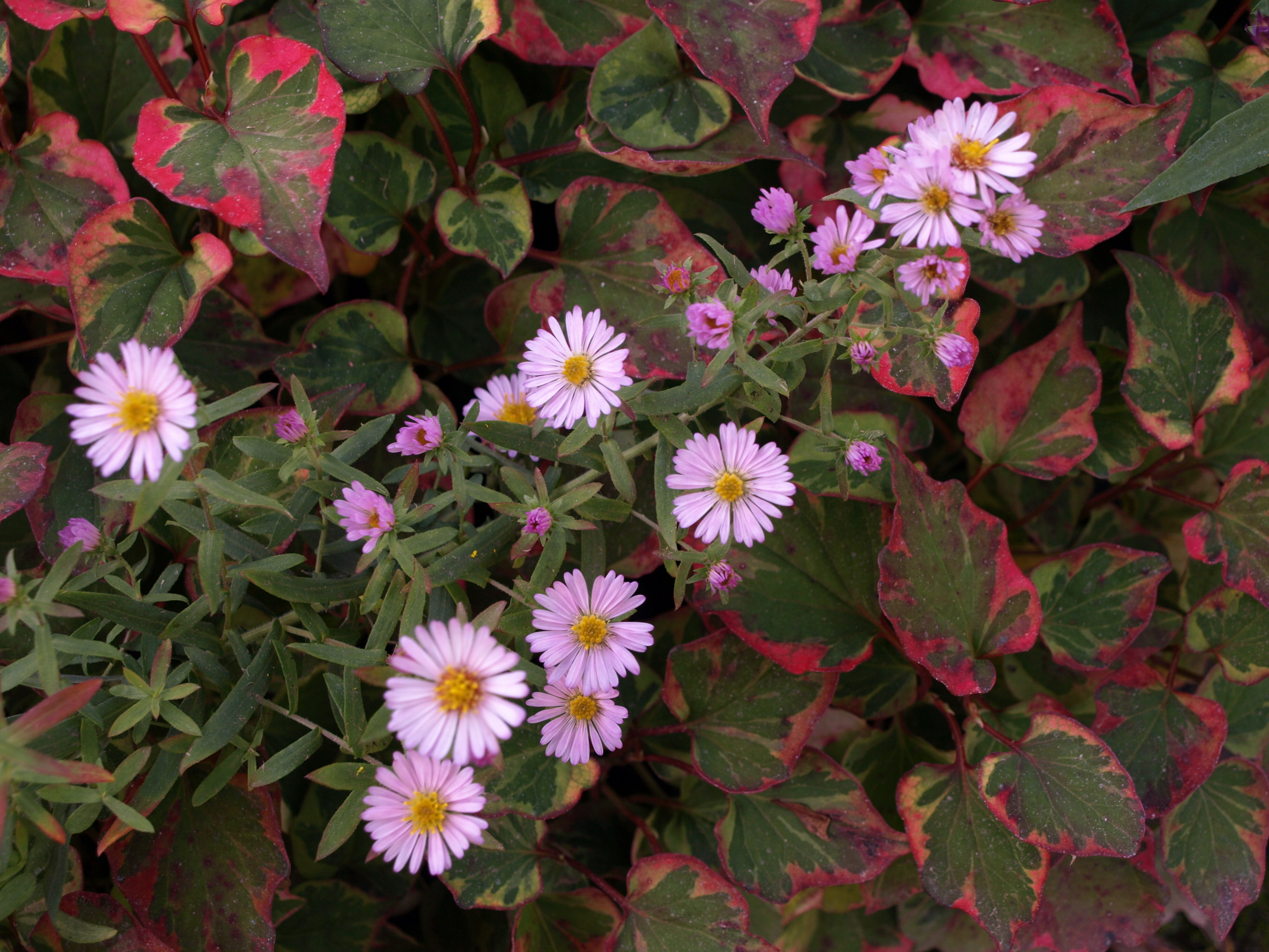 Passion Vivaces Aster x 'Kylie' plante vivace godet rose
