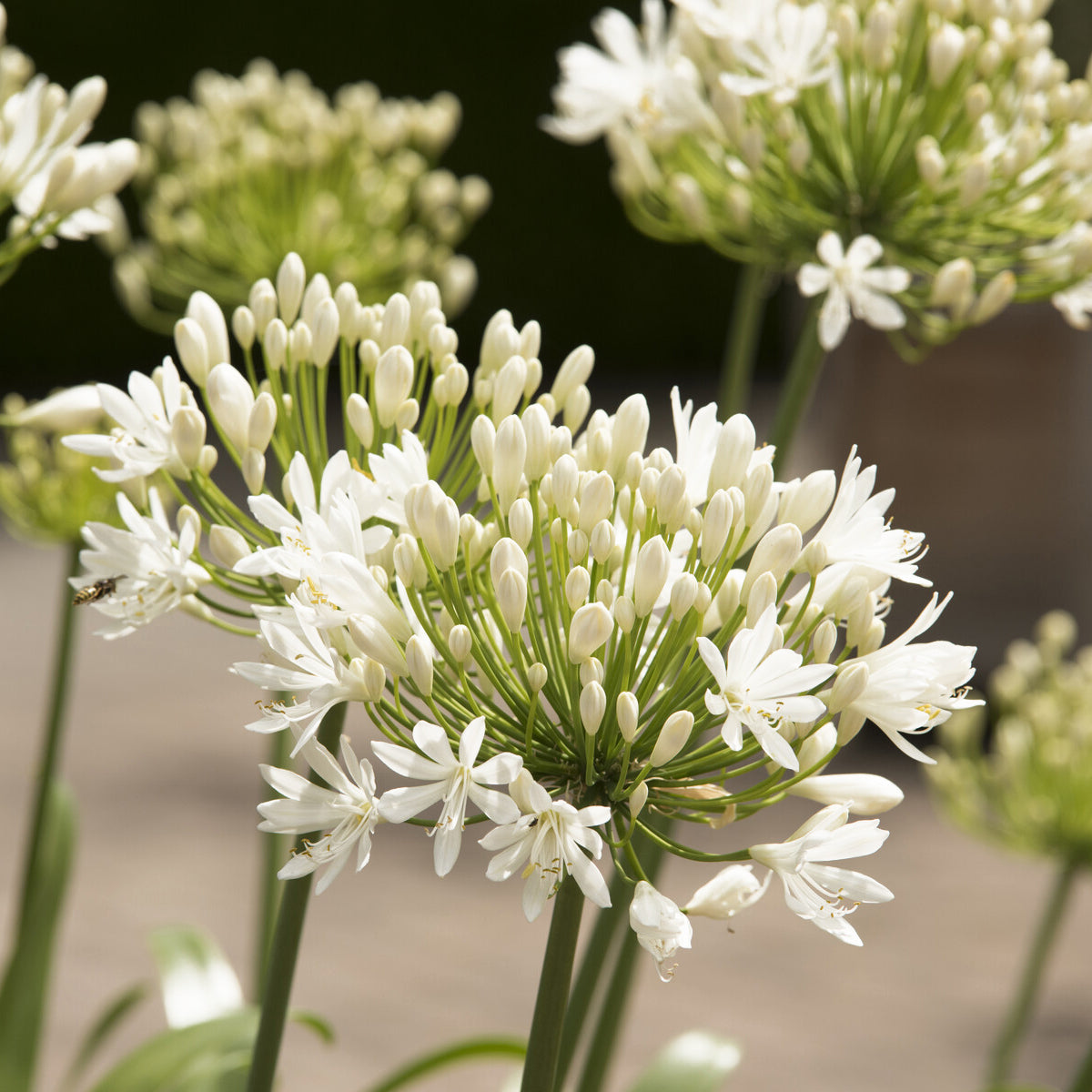 Bakker Plantes vivaces Agapanthe White Heaven vivace pot Ø 9cm blanc