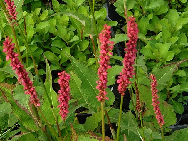 Passion Vivaces Persicaria amplexicaulis Taurus plante vivace rouge foncé godet