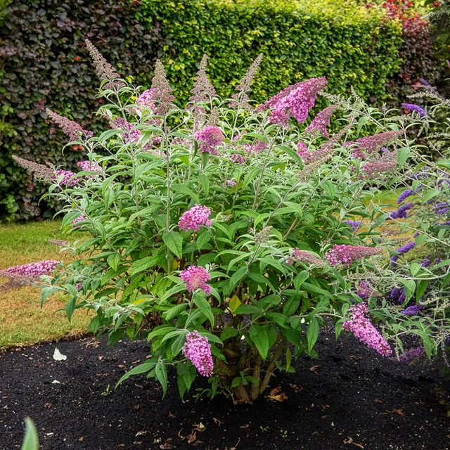 Bakker Pink Delight buddleia arbuste pot 2L 40-50cm rose