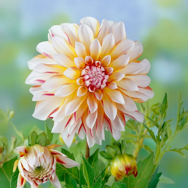 Bakker Dahlia Caribbean Fantasy bulbe 1 bulbe rose bicolore