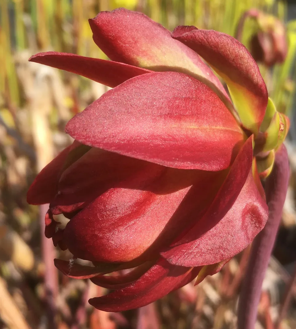 Carniflore Sarracenia leucophylla Tarnok pot 11cm