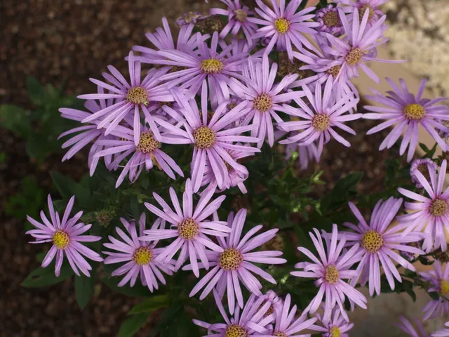 Passion Vivaces Aster pyrenaeus Costwal Gem plante vivace godet