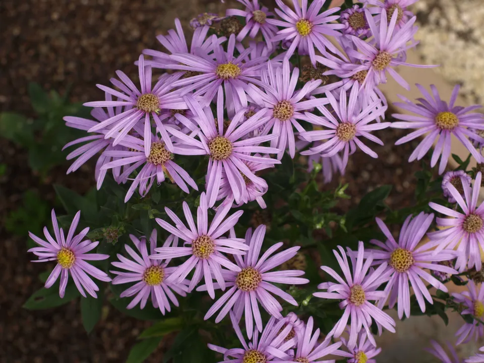 Passion Vivaces Aster pyrenaeus Costwal Gem plante vivace godet