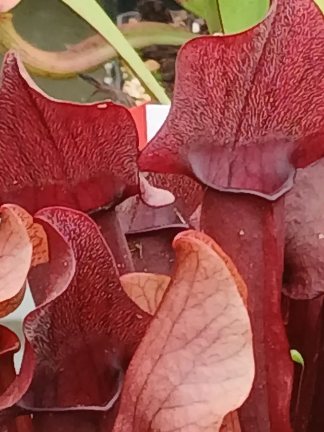 Carniflore Sarracenia x chelsonii plante carnivore rouge 20/30 cm