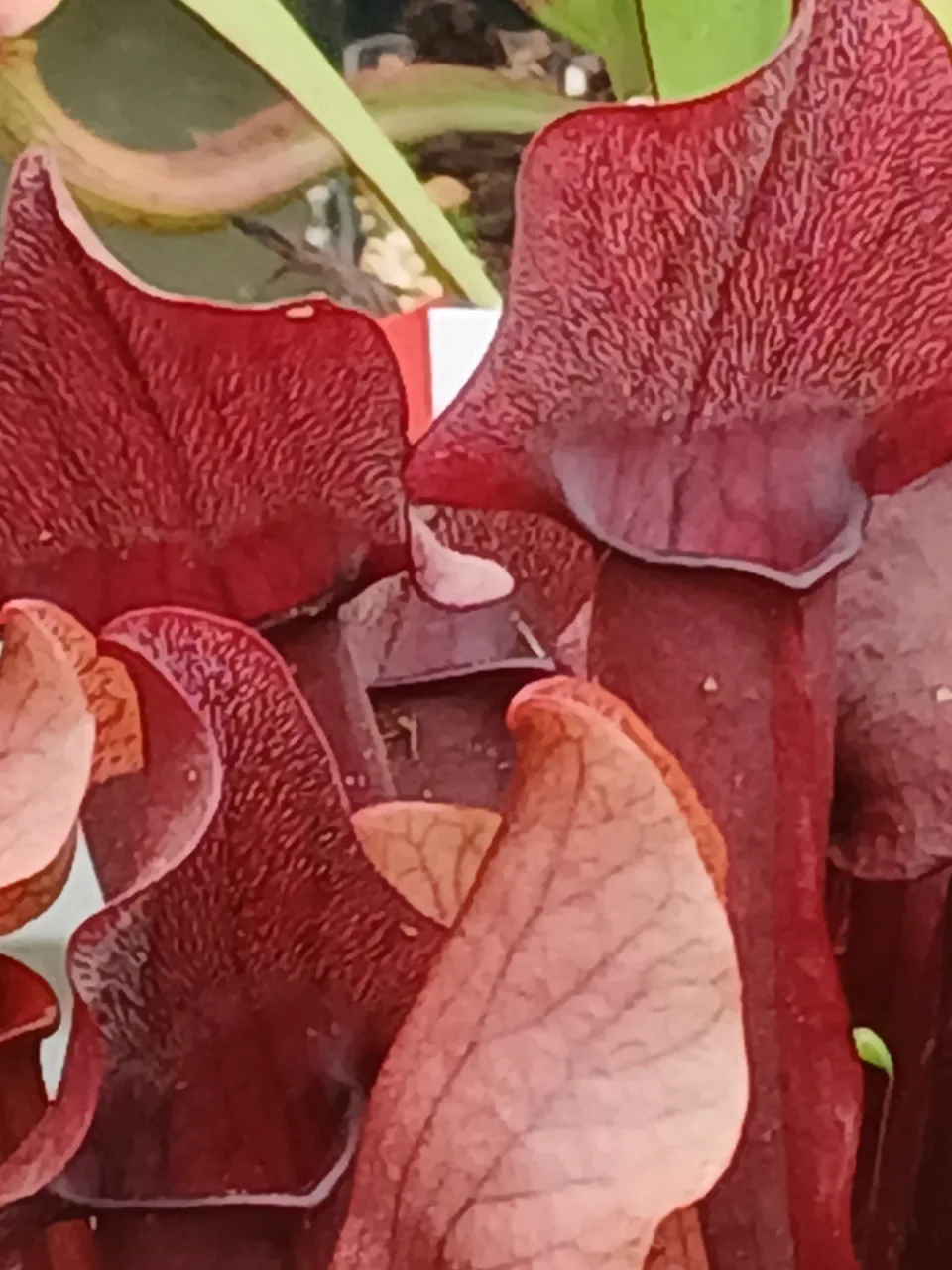 Carniflore Sarracenia x chelsonii plante carnivore rouge 20/30 cm